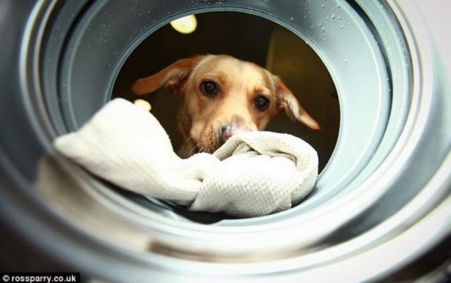 Woof-To-Wash-4