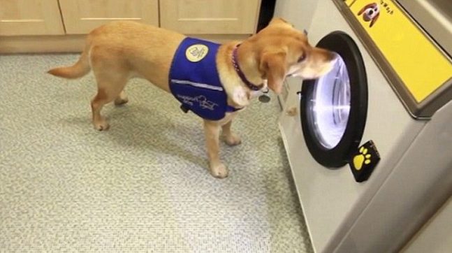 Woof-To-Wash-6
