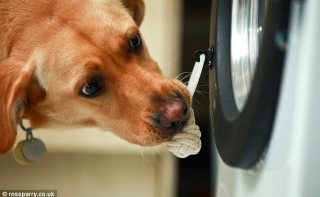 Woof-To-Wash