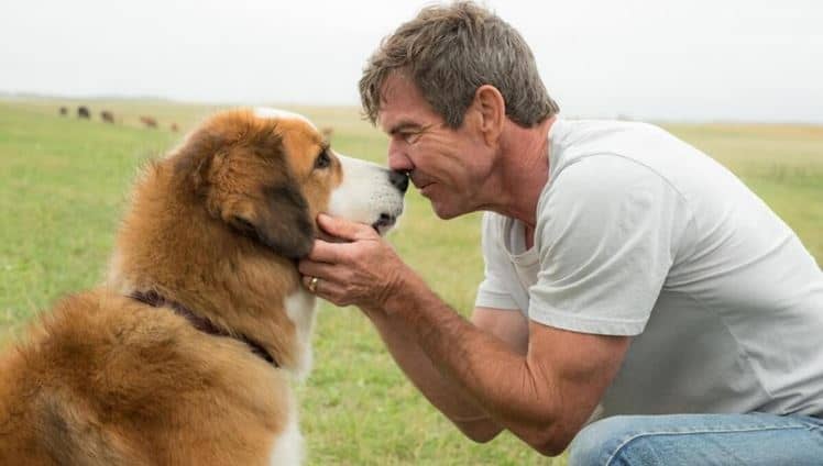 Cachorro Rejuvenesce