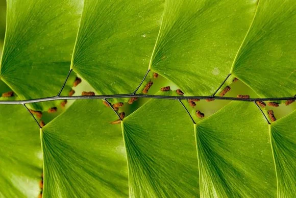 Perfect-Geometric-Patterns-In-Nature17__880[1]