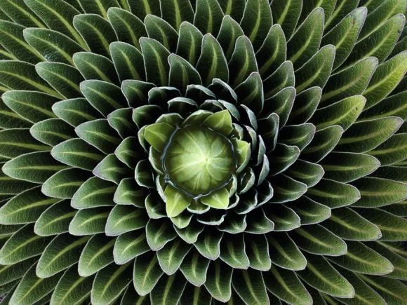 Perfect-Geometric-Patterns-In-Nature3__880[1]