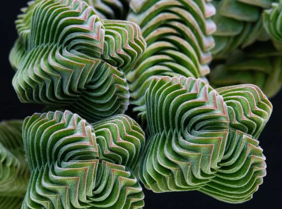 Perfect-Geometric-Patterns-In-Nature6__880[1]