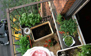 Como Fazer Uma Horta Orgânica2