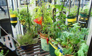 Como Fazer Uma Horta Orgânica4