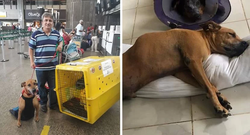 Homem viaja 2.780 km para adotar cão que perdeu as patas traseiras em acidente