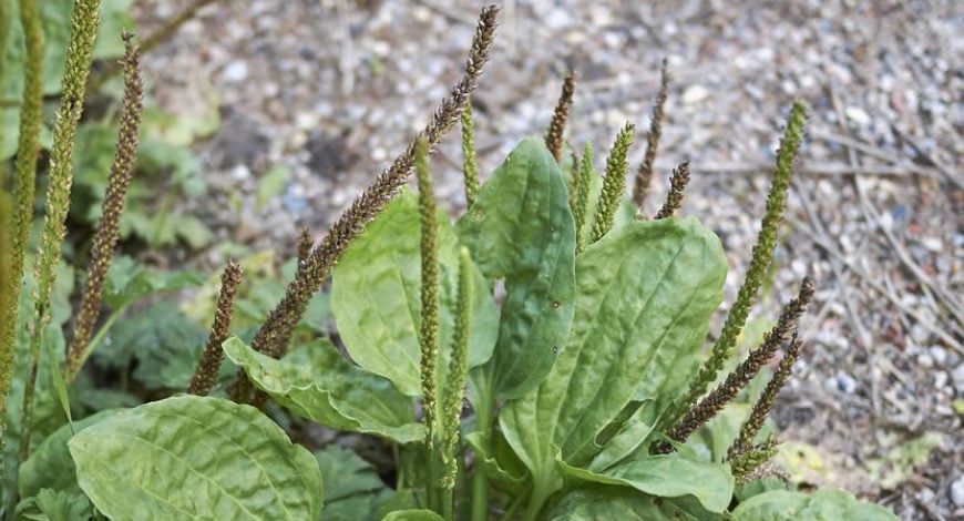 Plantago major, a planta com benefícios incríveis para o organismo Plantago major, a planta com benefícios incríveis para o organismo