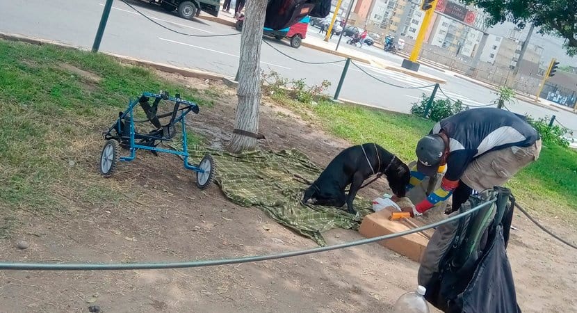 Homem Em Situação De Rua Alimenta E Zela Pelo Seu Cão Cadeirante: “Ele Não Pode Se Defender Sozinho”