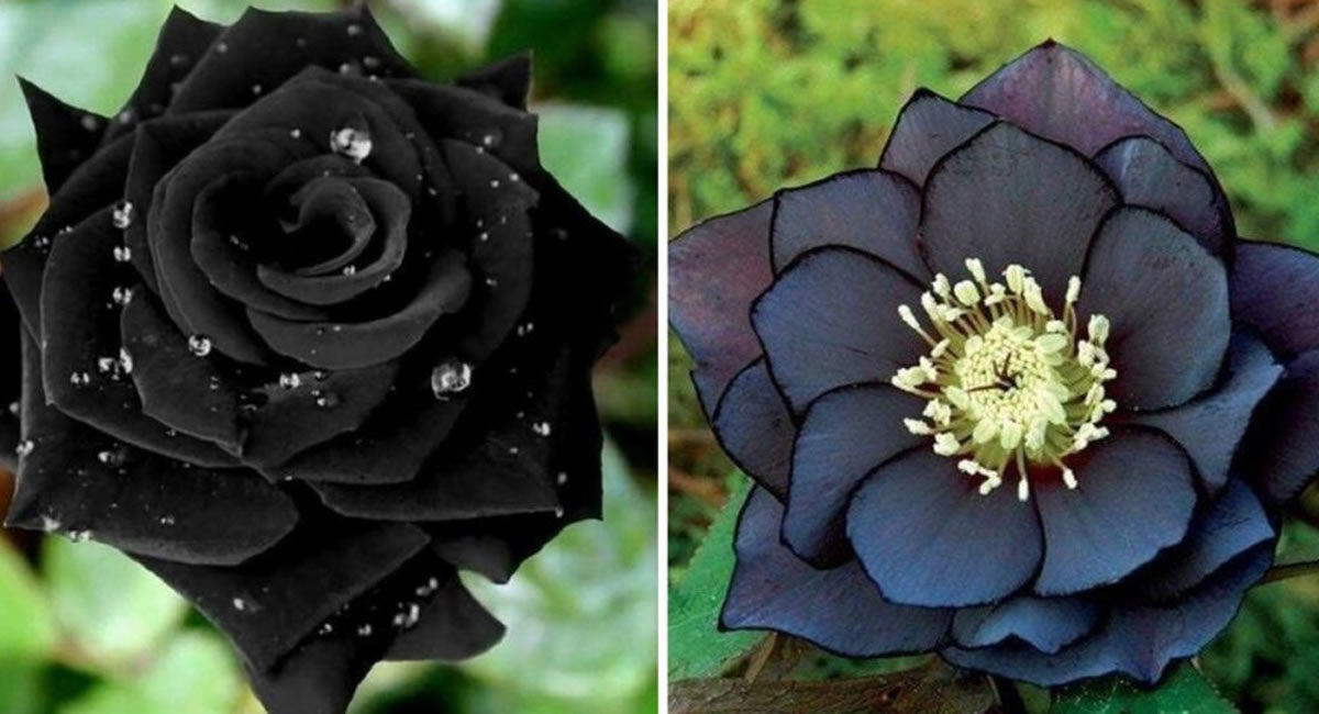 Você com certeza gostaria de ter estas 10 flores góticas em seu jardim!