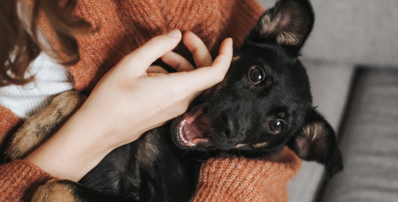 Um Estudo Realizado Por Psicólogos Nos Estados Unidos, Confirma O Que Muitos Suspeitavam: Grande Parte Das Pessoas Gosta Mais De Cachorros Que De Outras Pessoas.