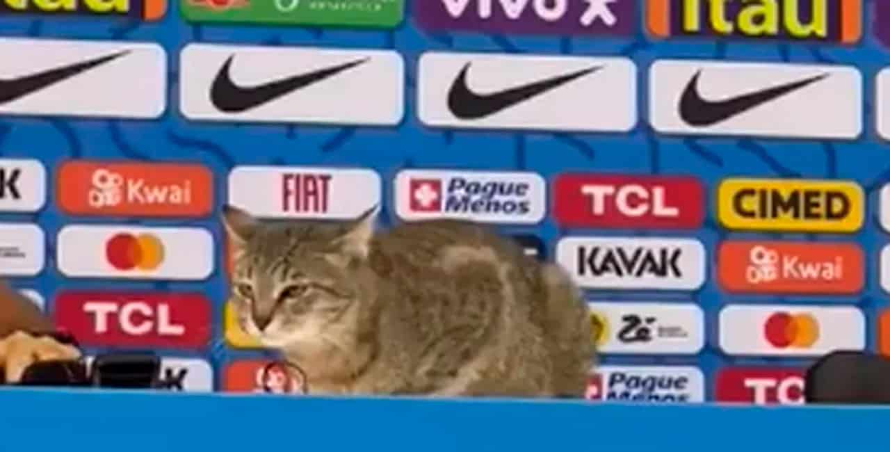 Um Gato Invadiu Nesta Quarta Feira A Coletiva De Imprensa Do Atacante Vinicius Jr., Da Seleção Brasileira.