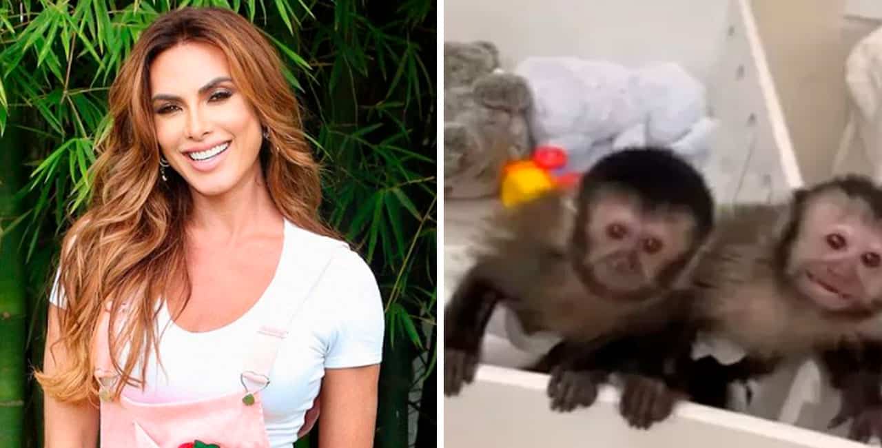 Nicole Bahls Ganha Dois Bebês Macacos E Celebra Com Ensaio Maternal