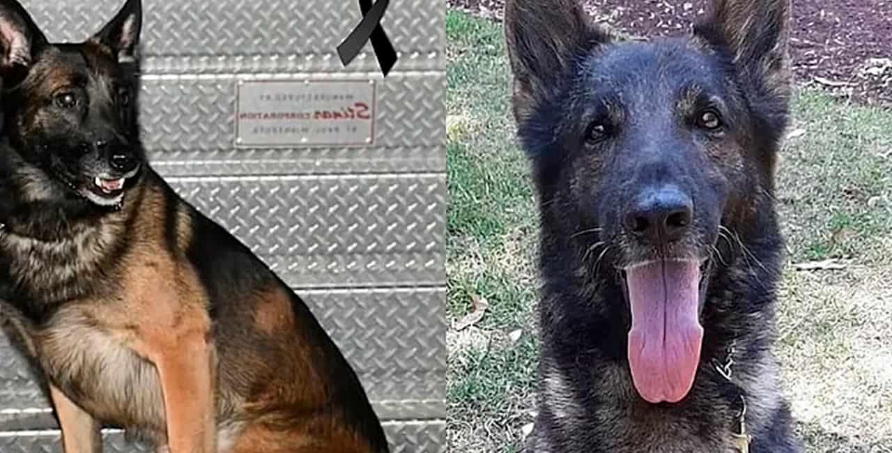 Morre Cão De Resgate Que Buscava Por Vítimas De Terremoto Na Turquia
