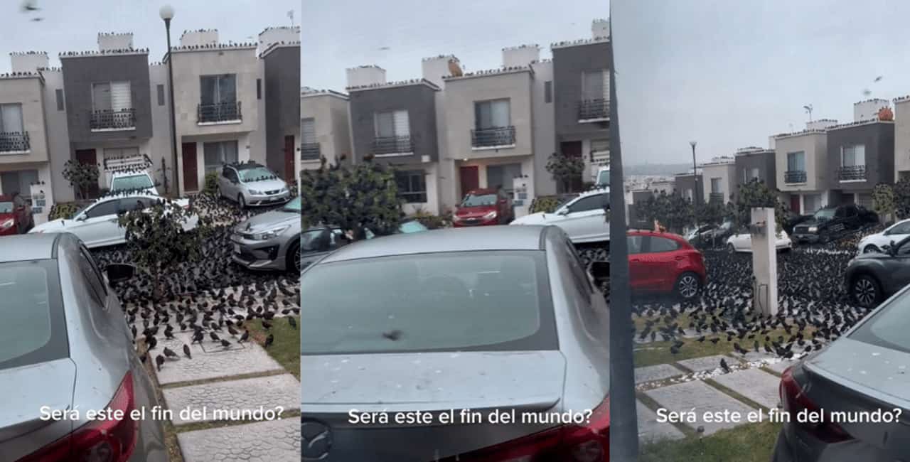 Vídeo: Centenas De Pássaros Enchem Rua Do México E Intrigam Moradores