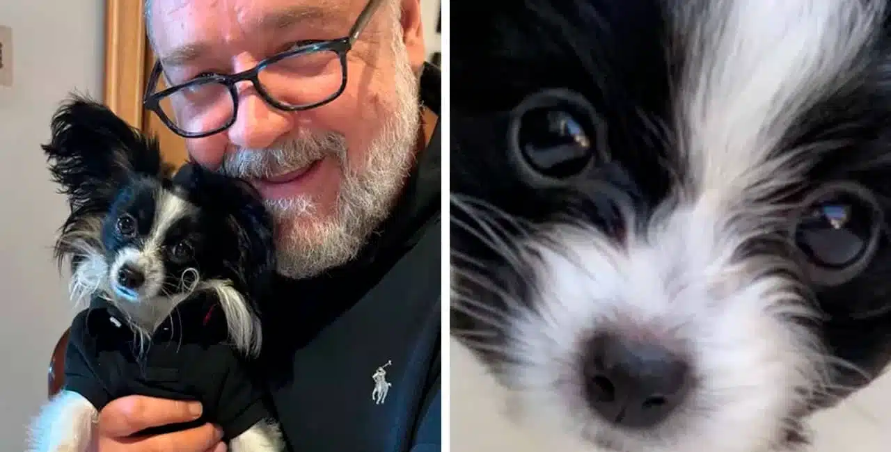 Cachorro De Russell Crowe Sofre Acidente Trágico E Morre Nos Braços Do Ator