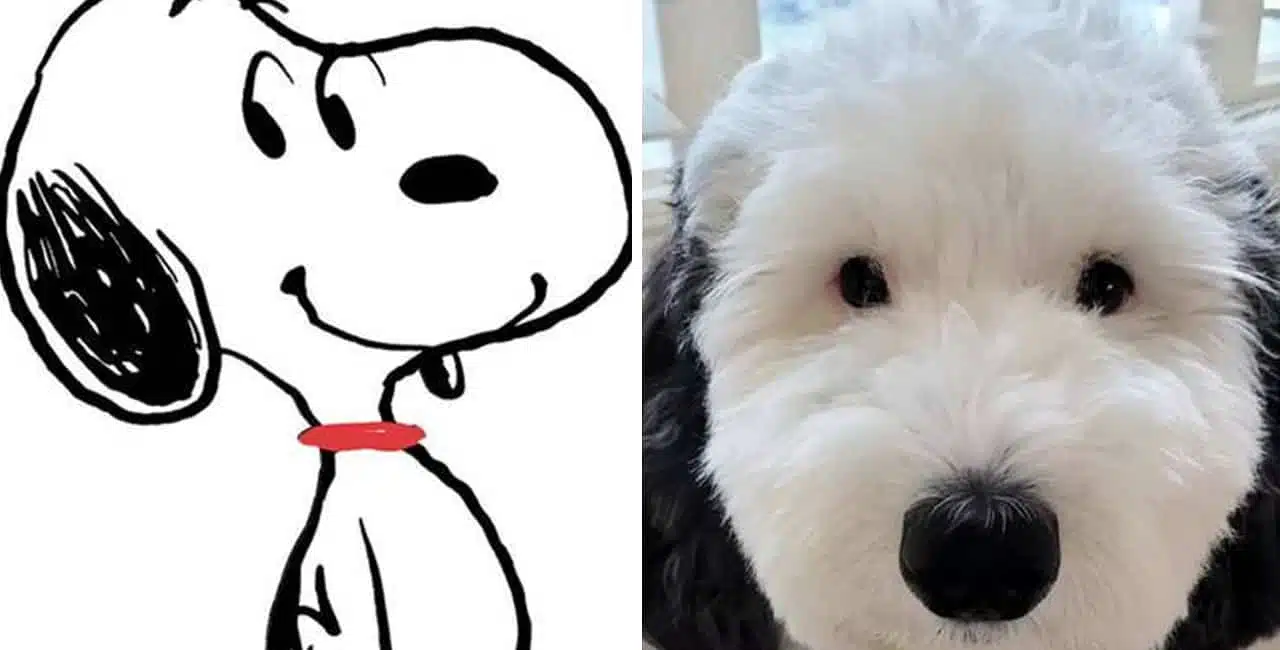 Cachorrinha Da Raça Sheepadoodle Se Parece Muito Ao Snoopy, Da Turma Do Charlie Brown.