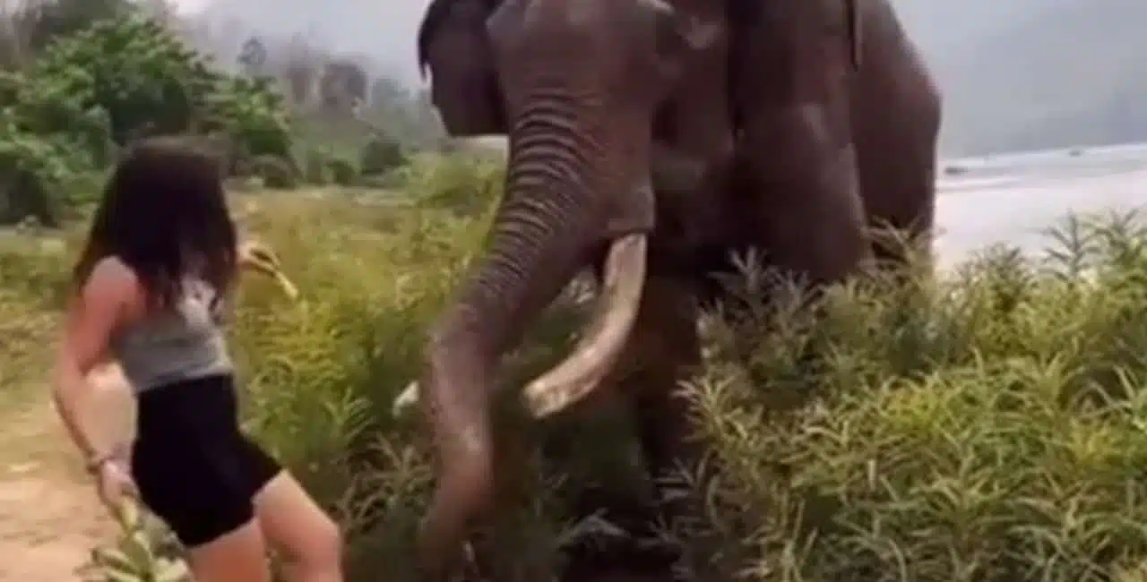 Funcionário Do Serviço Florestal Da Índia Disse Que Jamais Se Deve Provocar Animais Como O Elefante, Porque São Dos Mais Inteligentes.