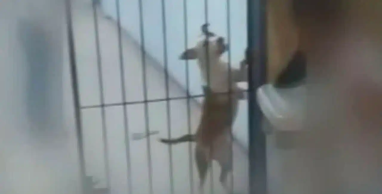 Um Cachorro Da Raça Pitbull Invadiu A Escola Municipal Professor Josué De Castro, Localizada No Complexo Da Maré (Rj), Na Quarta-Feira (12), E Atacou Um Aluno.