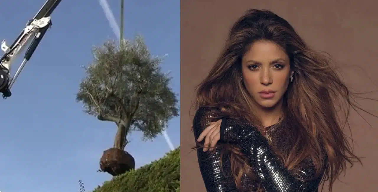 Shakira Leva Até Árvore De Ex-Casa Com Piqué; Planta Tem Significado Familiar Para A Cantora