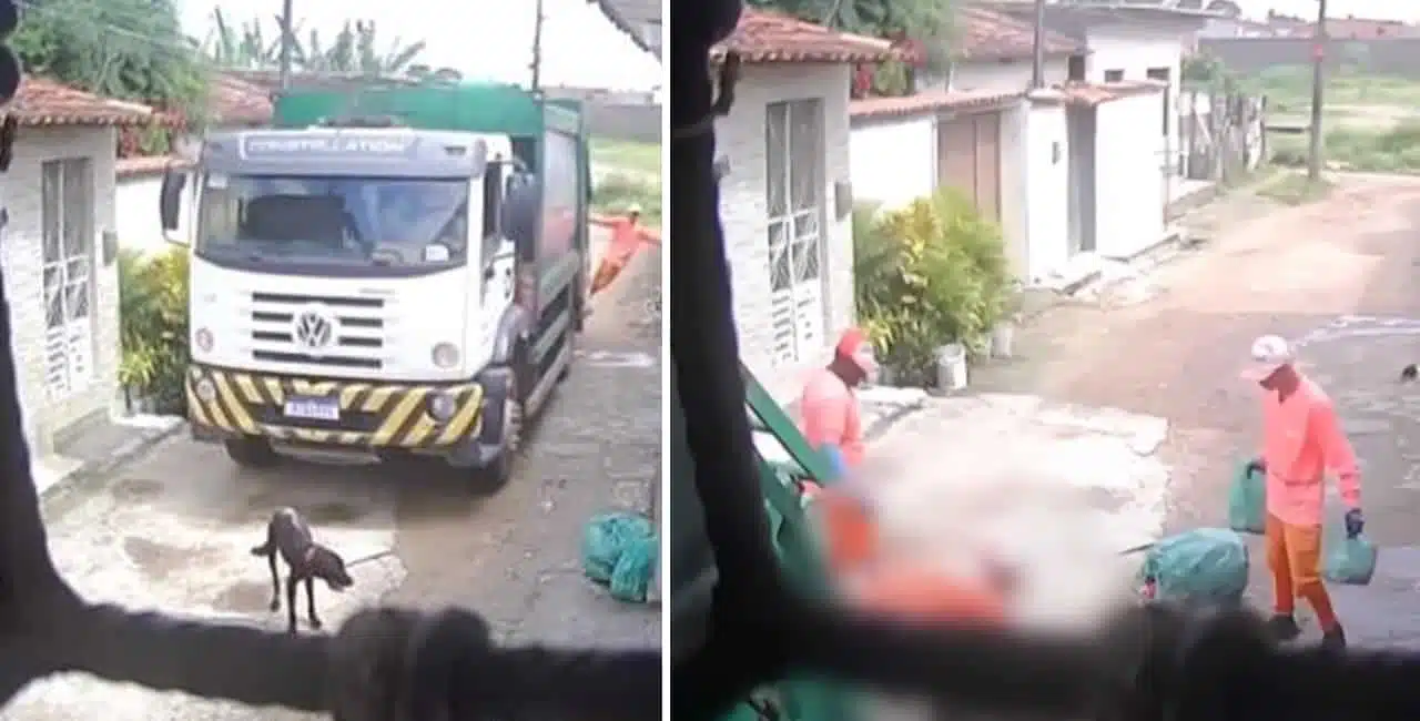 Um Funcionário De Coleta De Lixo Jogou O Cão Na Caçamba Do Caminhão De Lixo Segundos Após O Atropelamento, Sem Prestar Socorro.