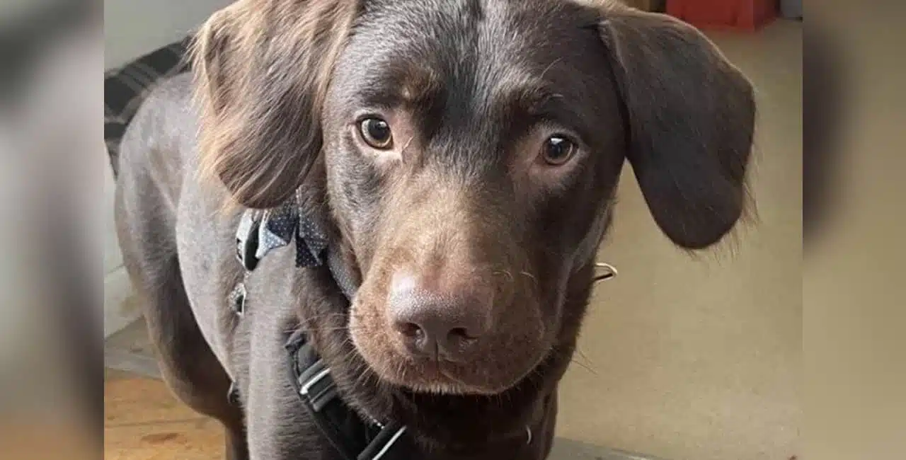 O Cachorro Chamado Coco Tem Dois Anos E Foi Levado A Uma Instituição Para Animais Após A Morte Do Tutor.