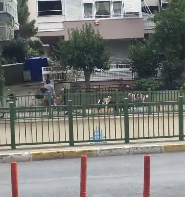 Tem Algum Poder: Mulher É Gravada Sendo Seguida Por Cães, Gatos E Pássaros Na Rua Na Turquia