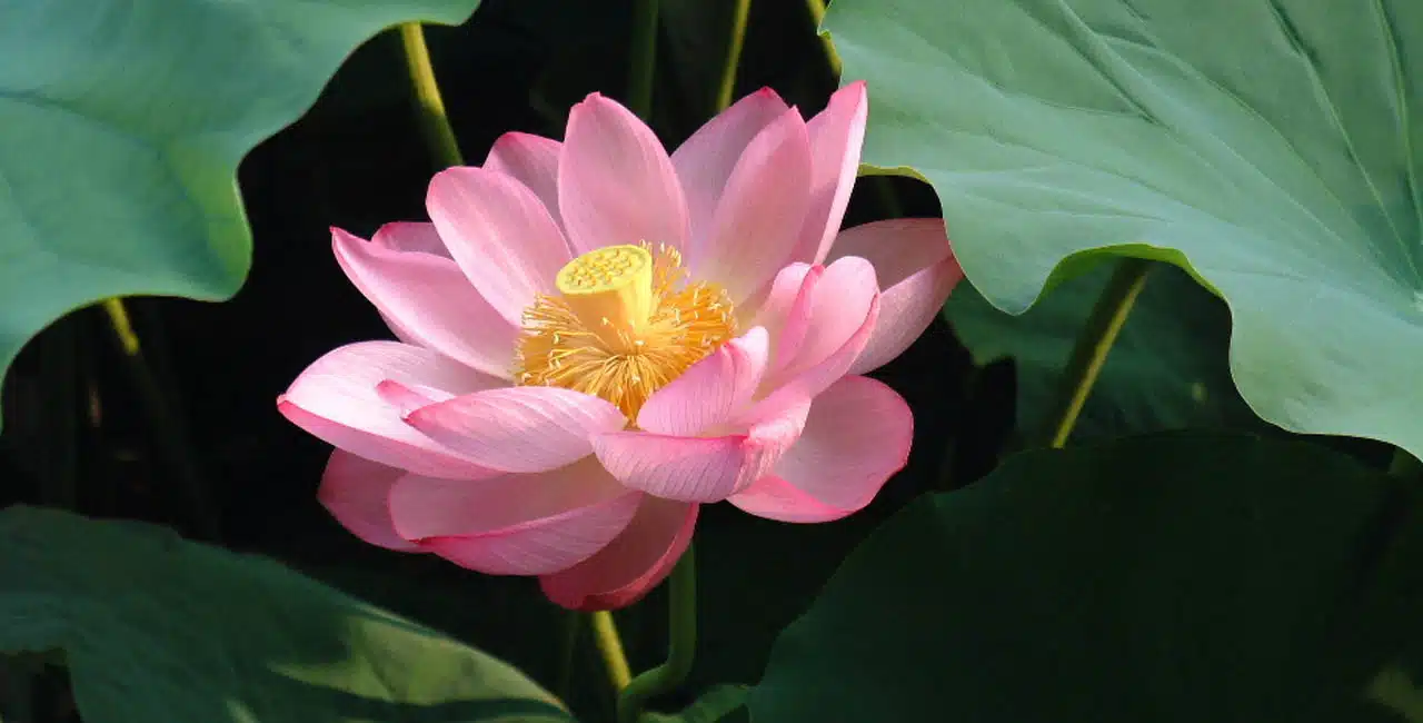 Descubra Os Significados Da Flor De Lótus, Uma Planta Linda E Muito Importante Na Cultura Asiática!