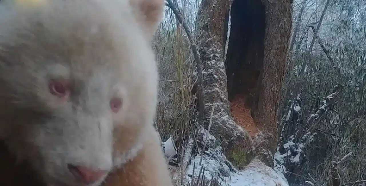 Único No Mundo, Panda Albino É Flagrado Em Reserva Natural Da China; Veja Vídeos