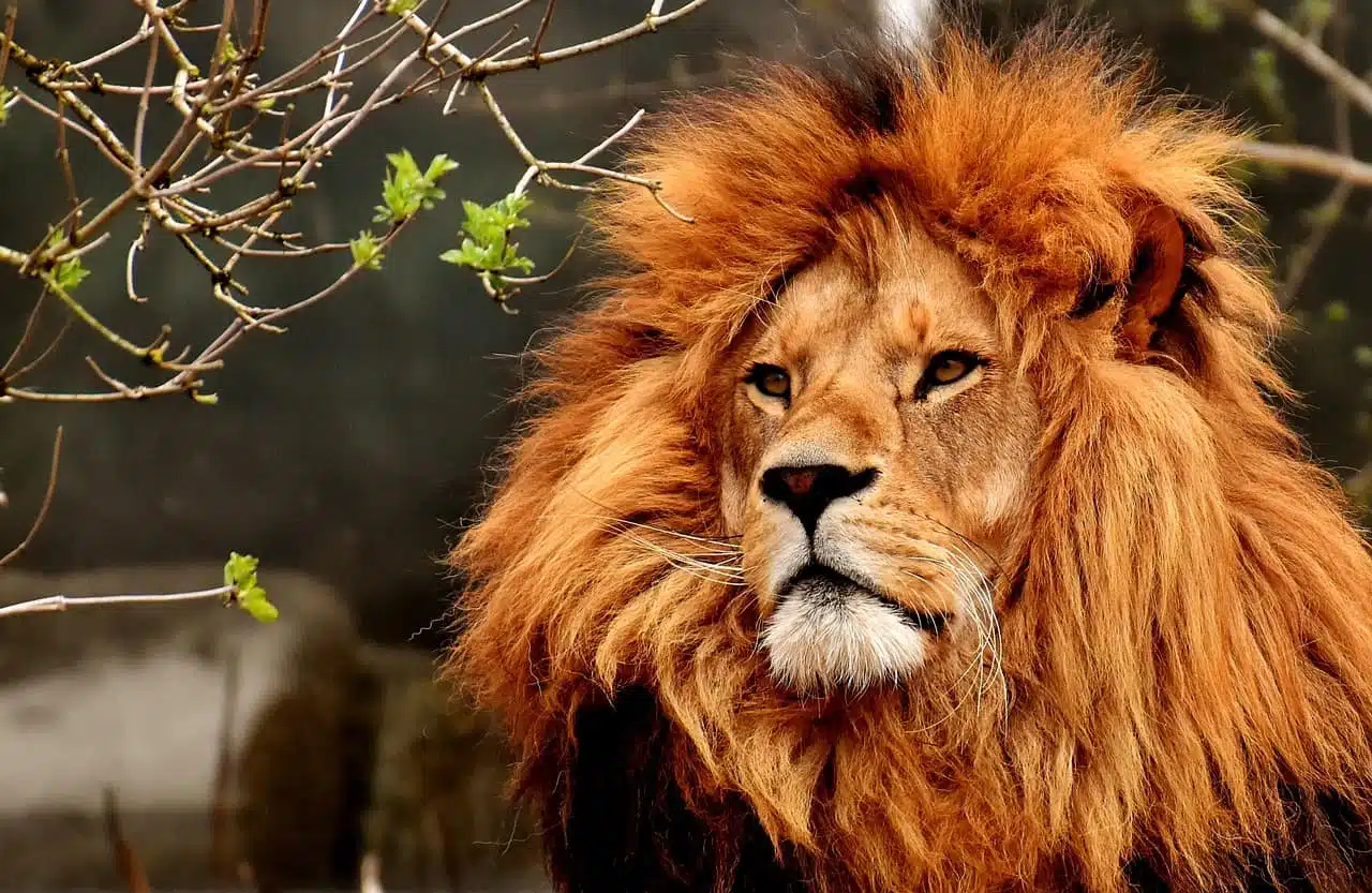 O Asno, A Raposa E O Leão - Uma Fábula Para Ensinar A Nunca Confiar Cegamento No Outro 