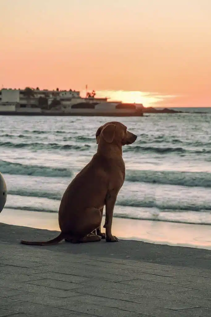 Cachorrinha Foi Flagrada Assistindo Ao Pôr Do Sol Em Uma Praia No México: Ela Até Sorriu Para A Câmera