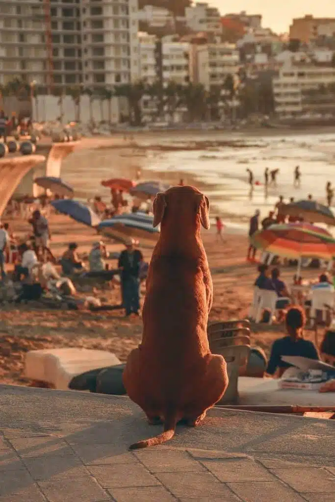 Cachorrinha Foi Flagrada Assistindo Ao Pôr Do Sol Em Uma Praia No México: Ela Até Sorriu Para A Câmera