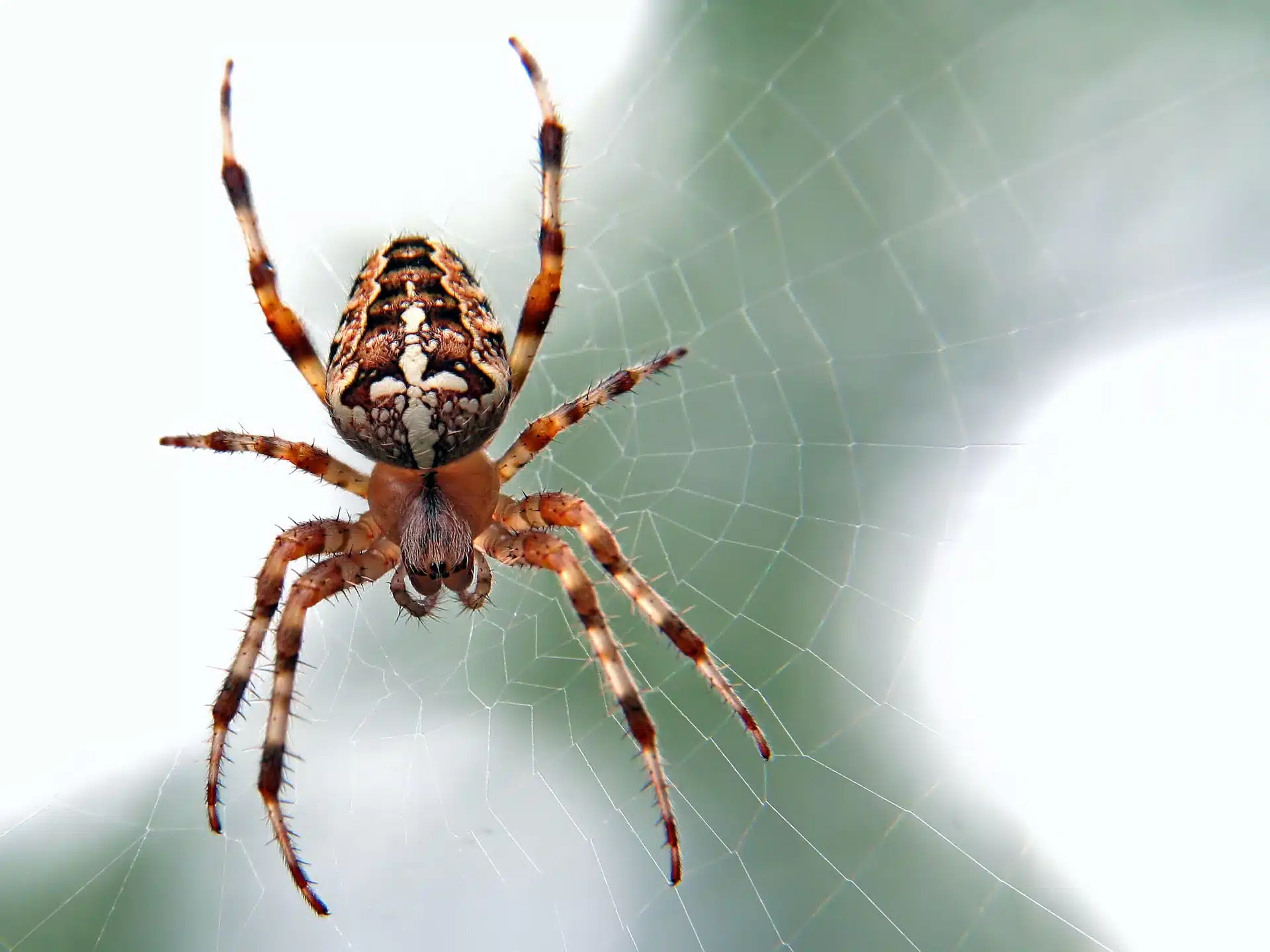 Conheça o significado espiritual das aranhas - Jornal O Paraná