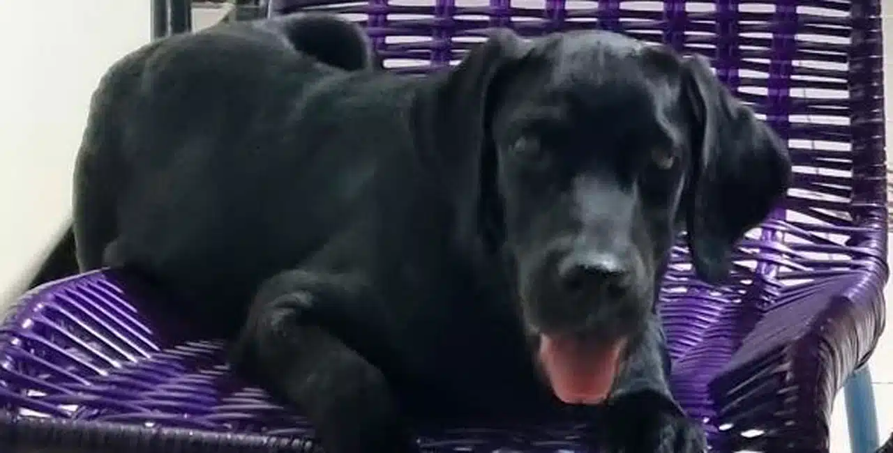Cachorro Labrador De 50 Kg É Atacado E Morto Por Sucuri Em Igarapé De Chácara; Veja