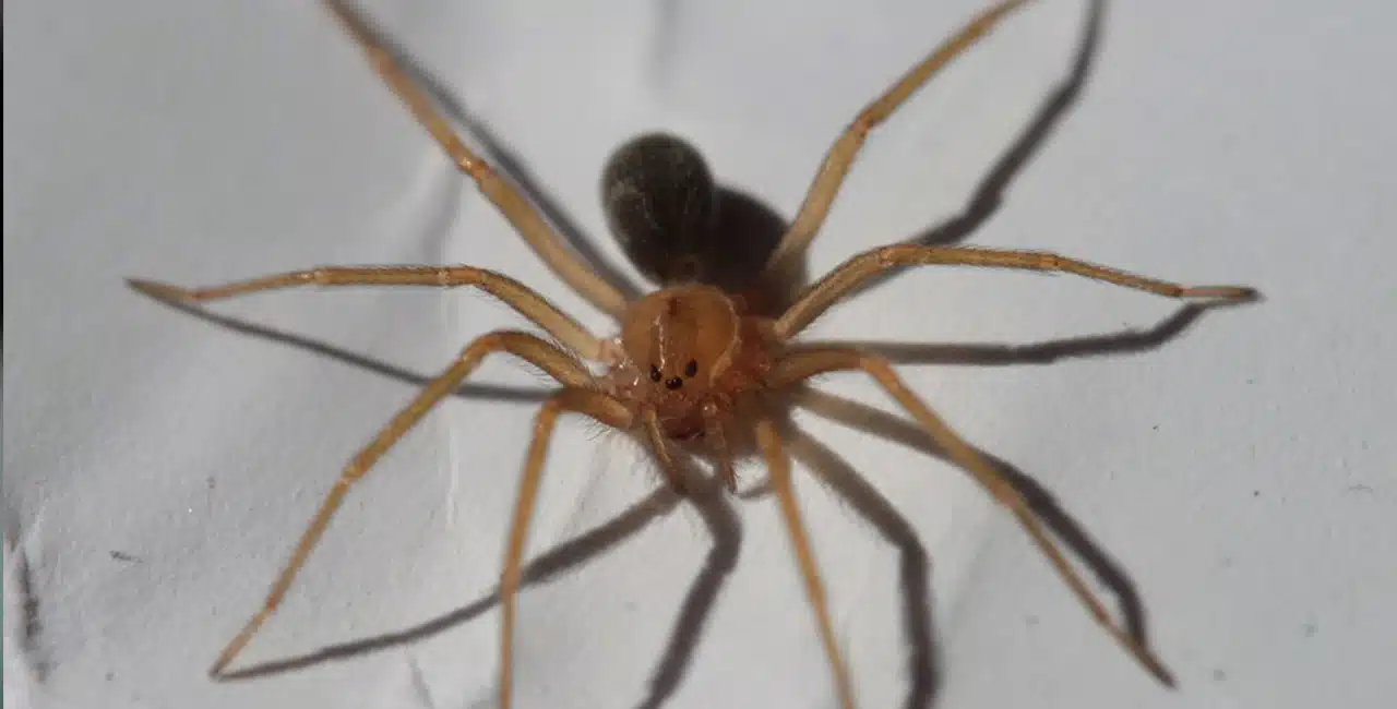 As 3 Aranhas Domésticas Mais Perigosas: Conheça Seus Perigos E Saiba Identificá-Las (E As 7 Aranhas Inofensivas Que Você Pode Encontrar)