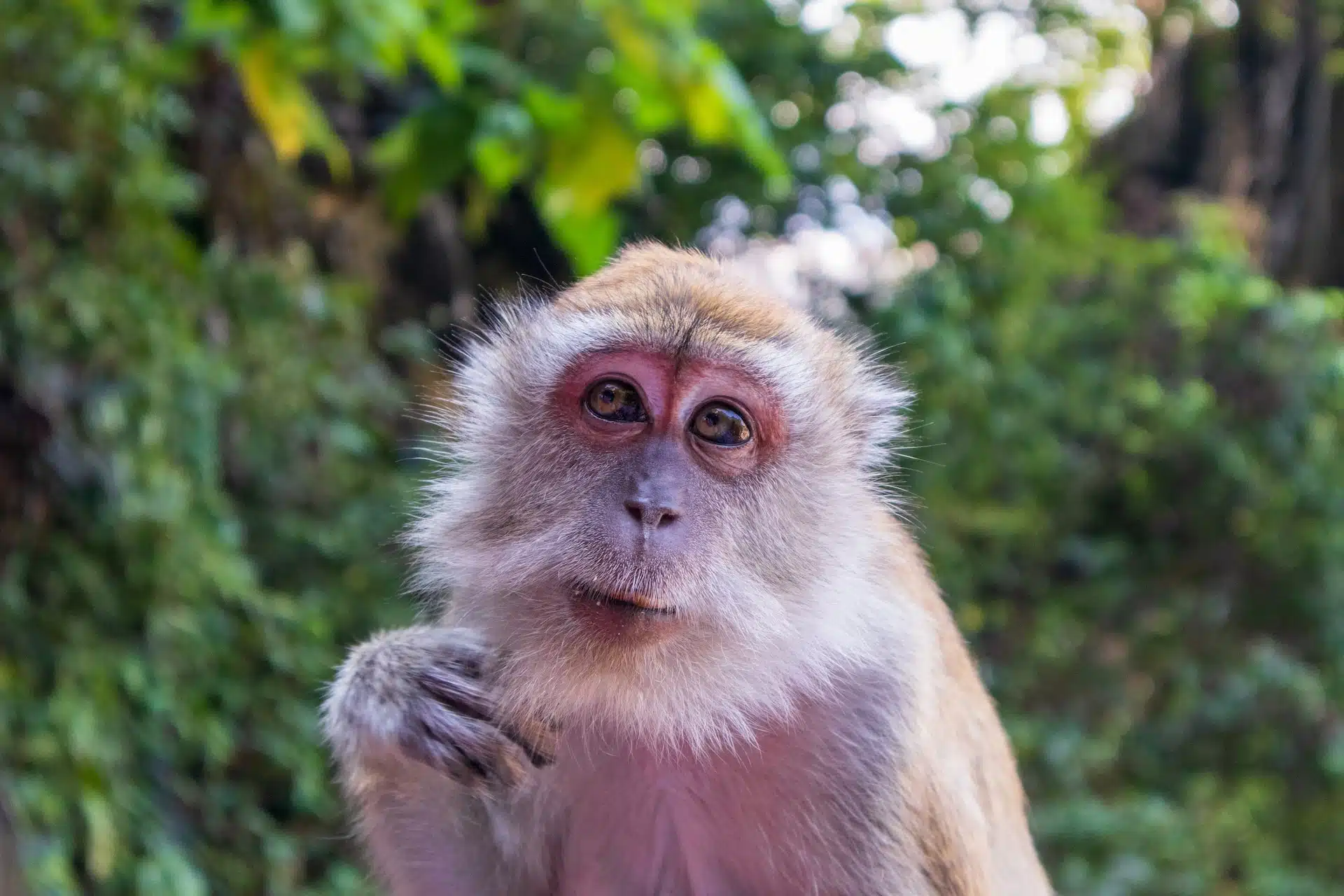 Sonhar Com Macaco: Conheça Seu Significado Espiritual E Mais 12 Mensagens Por Trás Dele!