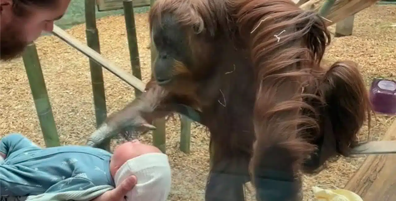 Vídeo: Orangotango Pede Para Ver Criança Recém-Nascida De Perto Em Zoológico
