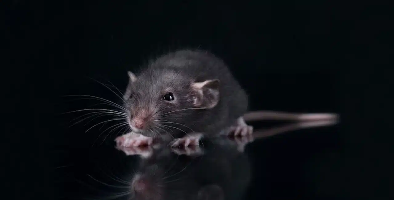 Os Ratos Têm Um Significado Espiritual Positivo Ou Negativo?