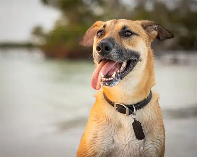 Os 450 Melhores Nomes De Cachorro Macho Para Deixar A Vizinhança Babando