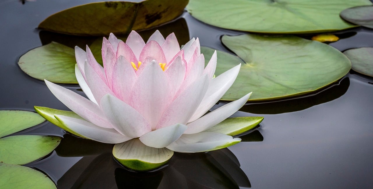 Conheça o significado da Flor de Lótus, seus benefícios, tipos e receitas