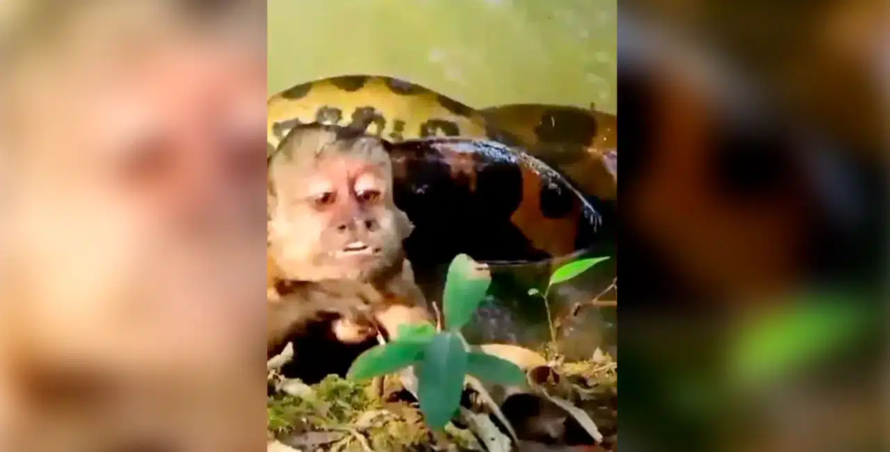 Macaco-Prego É Resgatado Por Turistas Após Ser Atacado Por Sucuri Gigante