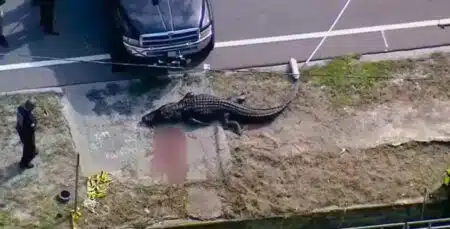 Crocodilo De 4 Metros Carrega Corpo De Mulher Na Flórida