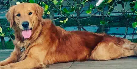 Pm Atira E Mata Cachorro De Influenciadora Após Susto Com Latido Do Animal