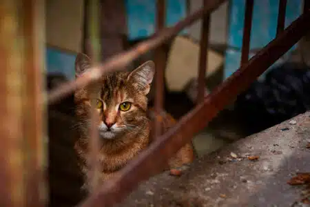 Mil Gatos Que Seriam Abatidos Para Consumo Humano São Resgatados Na China