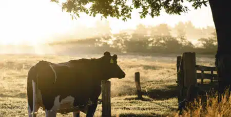 Um Guia Com Tudo O Que Você Precisa Saber Sobre Sonhar Com Uma Vaca Correndo Atrás Da Gente!