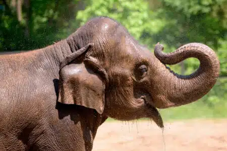 Elefanta Morre Do Coração Em Zoo Dos Eua Após Se Desesperar Com Cachorro