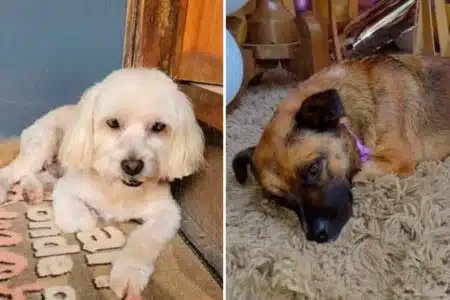 Cães São Encontrados Mortos Em Carro De Pet Shop No Interior