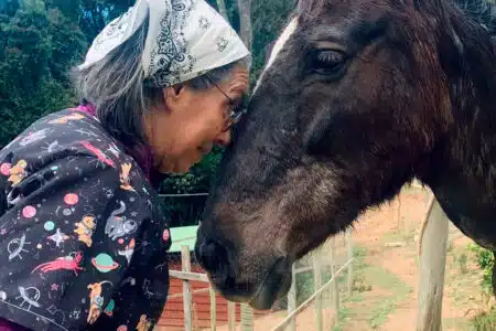 Cavalo Ferido Chega Sozinho A Santuário E “Pede Para Ficar”