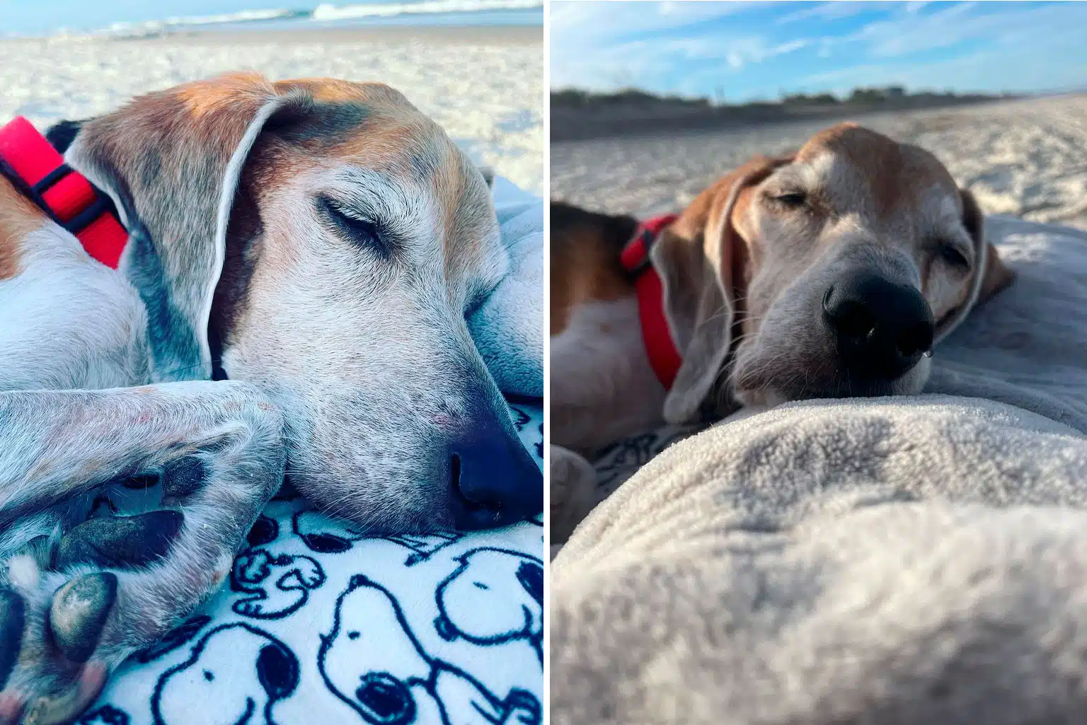 Família Leva Cachorro À Praia Em Seu Último Dia De Vida; Assista Ao Vídeo Comovente