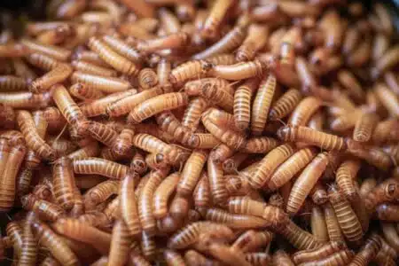 Descubra Como Acabar Com O Incômodo De Larvas Surgindo Em Sua Casa