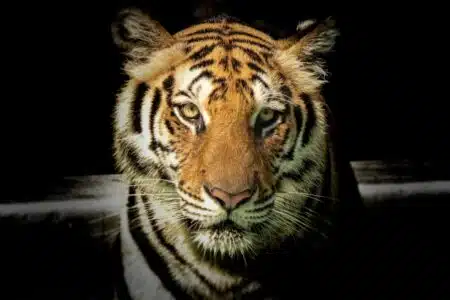 Descubra Os Significados Espirituais De Sonhar Com Tigre